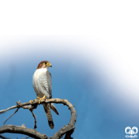 گونه شاهین سرحنایی Red-necked Falcon